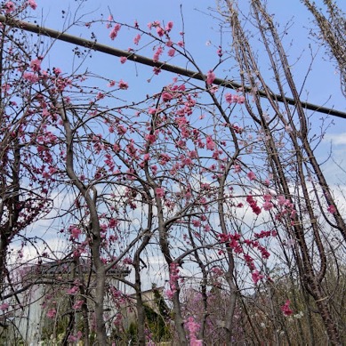 IMG_2024-04-16-10-50-38-015